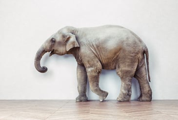 An elephant in a white room with wooden flooring trying to blend in and not be addressed. 