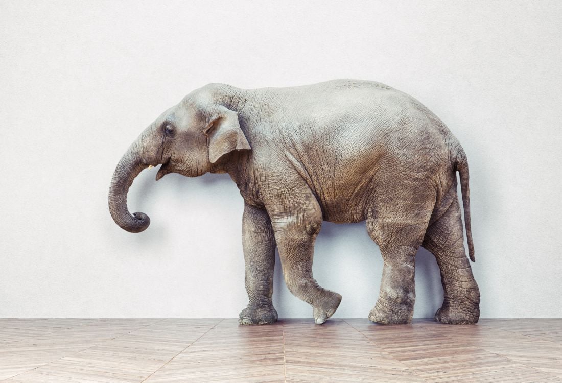 An elephant in a white room with wooden flooring trying to blend in and not be addressed.