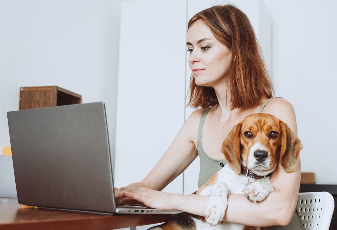 An employee sitting at her desk at home on her laptop as she works from home with her Beagle dog on her lap able to work more flexibly since the pandemic.